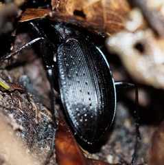 Carabus goryi