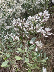 Baccharis halimifolia