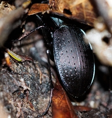 Carabus goryi