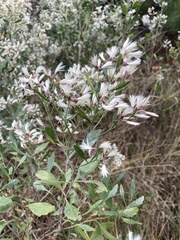 Baccharis halimifolia