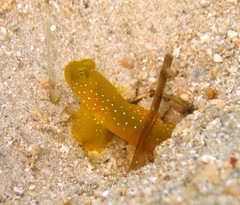 Cryptocentrus cinctus