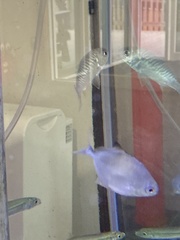 Trachinotus falcatus