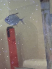 Trachinotus falcatus