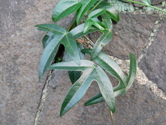 Passiflora suberosa
