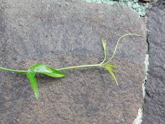 Passiflora suberosa