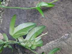 Passiflora suberosa