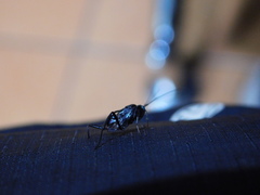 Evania appendigaster