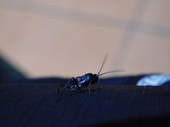 Evania appendigaster
