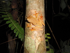 Rhacophorus pardalis