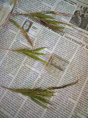 Dichanthelium boreale