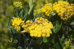 Senecio odoratus