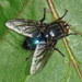 Shiny Blue Bottle Fly - Photo (c) Nick Block, some rights reserved (CC BY), uploaded by Nick Block