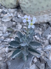 Nerisyrenia camporum