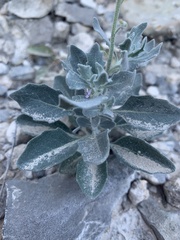 Nerisyrenia camporum