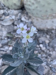 Nerisyrenia camporum