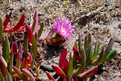 Carpobrotus rossii