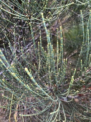 Allocasuarina distyla