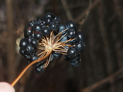 Smilax lasioneura