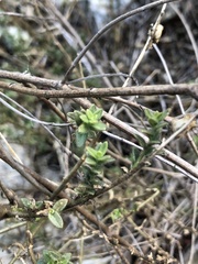 Sairocarpus multiflorus