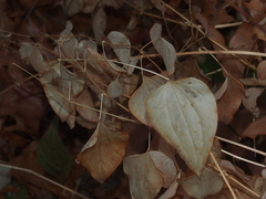Smilax lasioneura