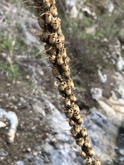 Sairocarpus multiflorus