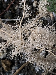 Galium angustifolium
