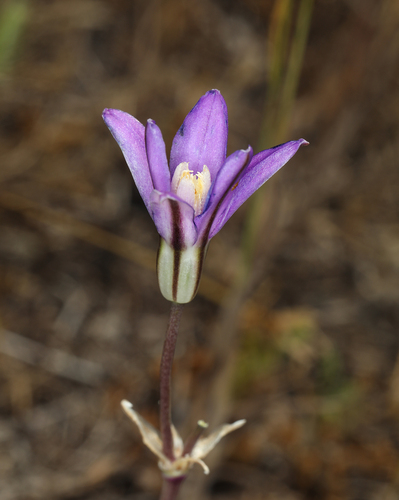 iNaturalist observation photo of Appendage Brodiaea