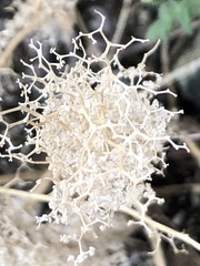 Galium angustifolium
