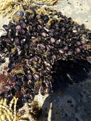Brachidontes rostratus
