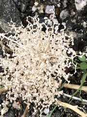 Galium angustifolium