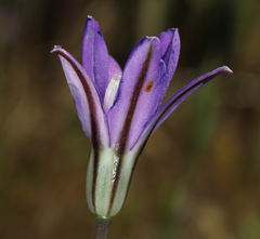 Brodiaea appendiculata
