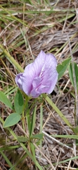 Clitoria nana
