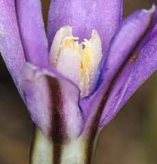 Brodiaea appendiculata