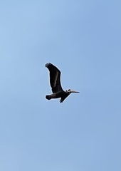 Pelecanus thagus