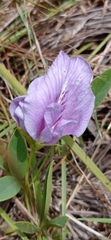 Clitoria nana