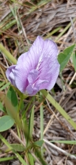 Clitoria nana