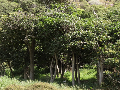 Corynocarpus laevigatus