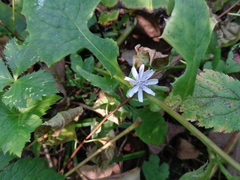 Cicerbita macrophylla