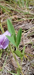 Clitoria nana