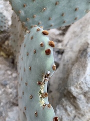 Opuntia rufida
