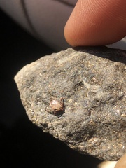 Dermacentor occidentalis