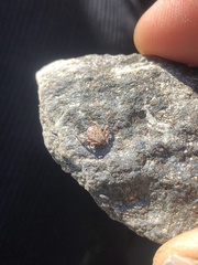 Dermacentor occidentalis