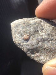 Dermacentor occidentalis