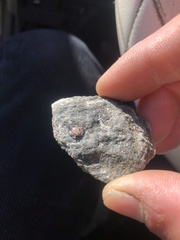 Dermacentor occidentalis