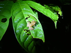 Pristimantis kichwarum