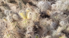 Grusonia kunzei