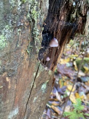 Mycena purpureofusca