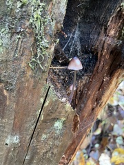 Mycena purpureofusca