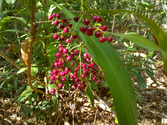 Cordyline manners-suttoniae