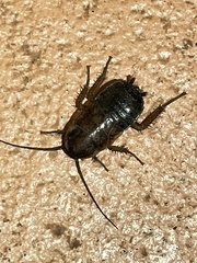 Parcoblatta pennsylvanica